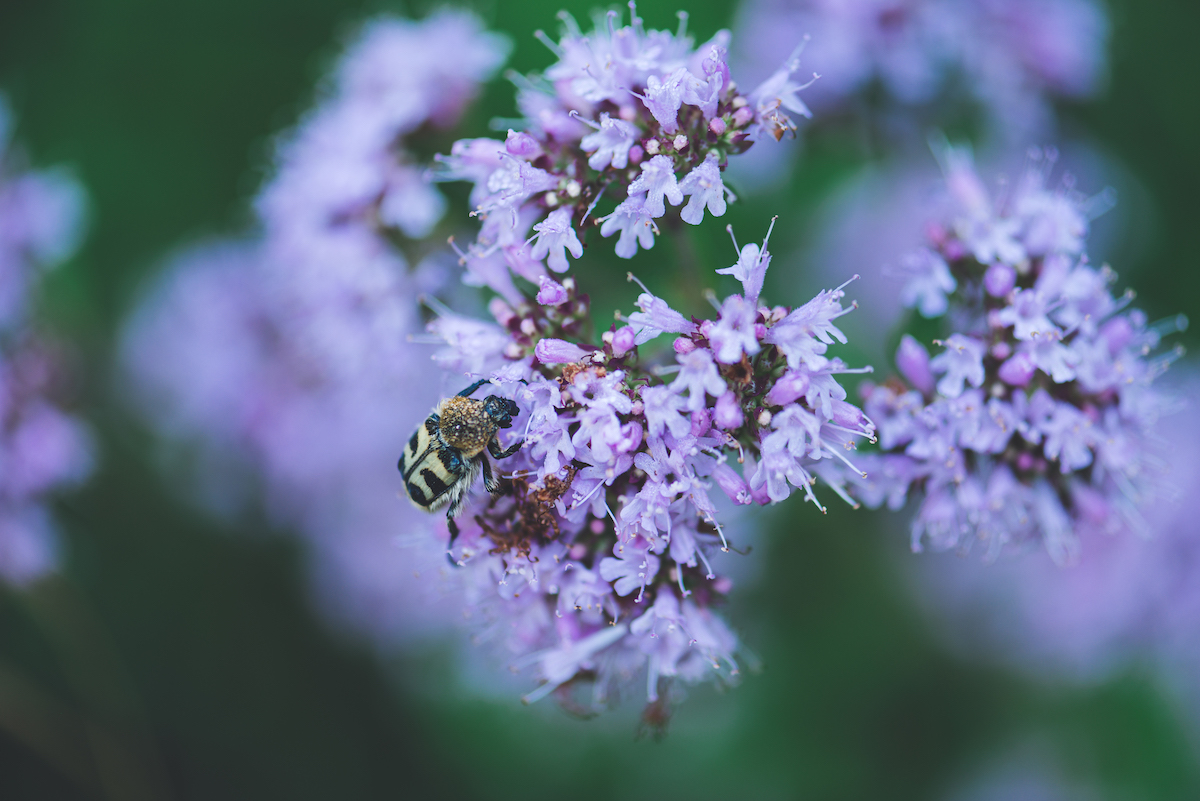 Mes légumes, fleurs et plantes aromatiques !